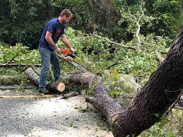 Best Emergency Tree Removal  in Choctaw Lake, OH